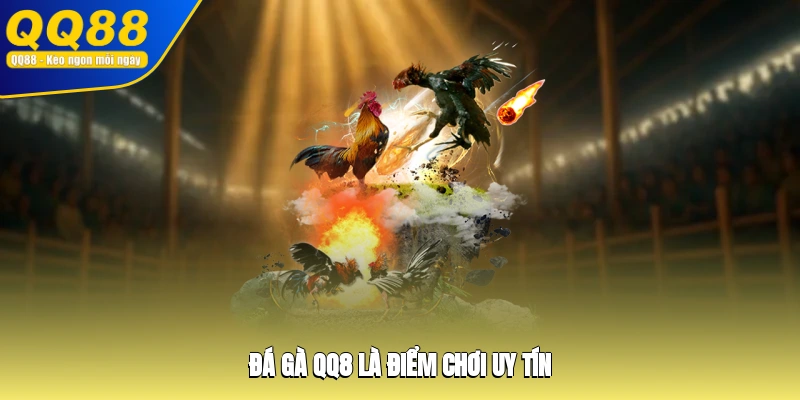 Đá gà QQ8 là điểm chơi uy tín