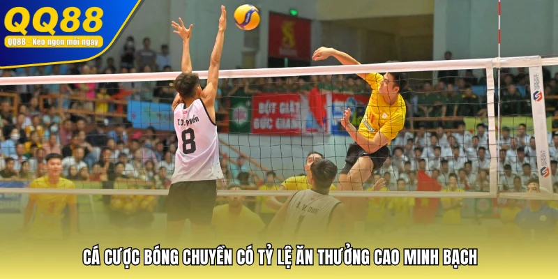 Cá cược bóng chuyền có tỷ lệ ăn thưởng cao minh bạch