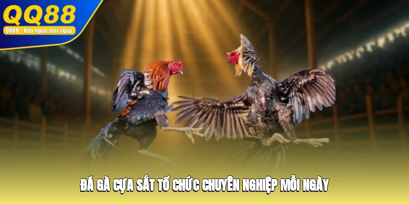 Đá gà cựa sắt tổ chức chuyên nghiệp mỗi ngày
