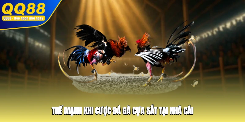 Thế mạnh khi cược đá gà cựa sắt tại nhà cái