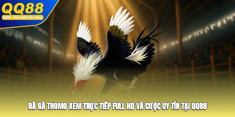 Đá Gà Thomo Xem Trực Tiếp Full HD Và Cược Uy Tín Tại QQ88
