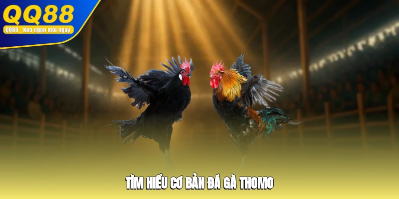 Tìm hiểu cơ bản đá gà Thomo