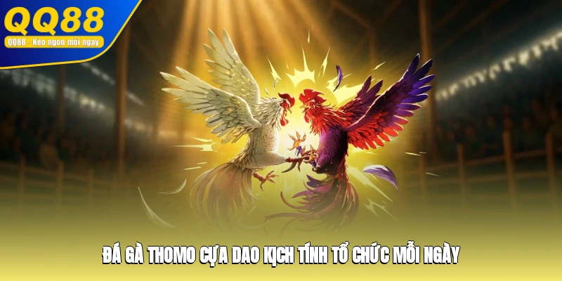 Đá gà Thomo cựa dao kịch tính tổ chức mỗi ngày